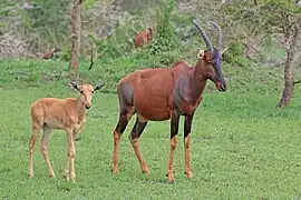 female with calf, Uganda