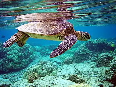 Green sea turtle