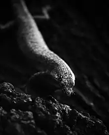 A darkly colored lizard on a rock, with a winged insect in its mouth