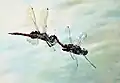 Pair in tandem flying over water bodies