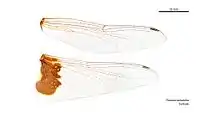 Female wings