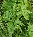 Stem leaves are deeply lobed (background leaves are Rubus)