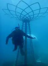 Diver in the forefront of the Tree of Life