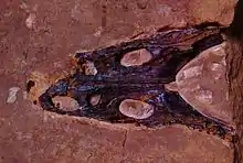 Skull of the temnospondyl amphibian Trematosaurus brauni