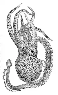 Lateral view of adult male with hectocotylus