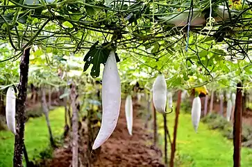 An edible immature snake gourd.