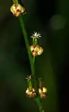 Marsh arrow grass