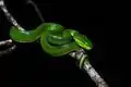 T. albolabris, White-lipped pit viper (adult, female) – Kaeng Krachan National Park