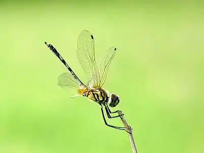 Male in Kerala, India