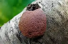 Tubifera applanata