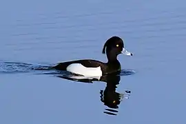 Male, Farmoor Reservoir, Oxfordshire