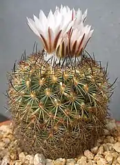 Turbinicarpus saueri subsp. nelissae