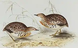 Small buttonquail (Turnix sylvatica)