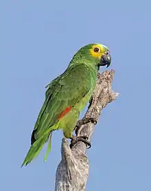 Turquoise-fronted parrot