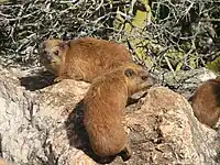 The dorsal gland visible as a patch of fur with lighter colour