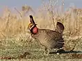 Lesser prairie-chicken (Tympanuchus pallidicinctus) on a lek in the Red Hills of Kansas