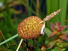 Typha minima (Typhaceae)