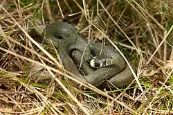 Grass snake