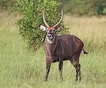 Waterbuck (Kobus ellipsiprymnus defassa)