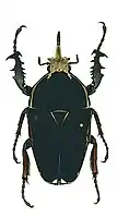 Mecynorhina ugandensis melanic form