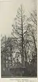 A comparatively level-branched tree labelled 'Wheatleyi', Holland, 1912