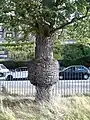 Burl on 'Sarniensis' trunk