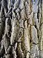 Bark of specimen in University of Belgrade Botanical Garden