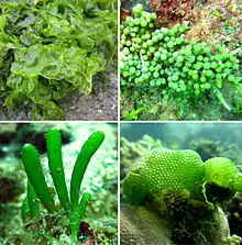 Composite image to illustrate the diversity of Chlorophytina. Top left: Ulva. Top right: Caulerpa. Bottom left: Bornetella. Bottom right: Dictyosphaeria.