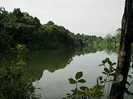 Partial view of Upper Peirce Reservoir from shore with mangrove plants on the far side of the reservoir