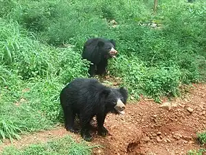 Sloth bear