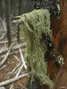 Usneoid (Usnea scabrata)