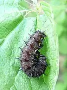 Late instar