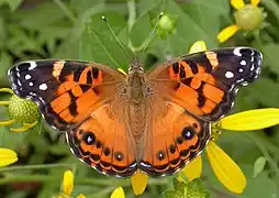 Some individuals lack the additional white subapical forewing spot