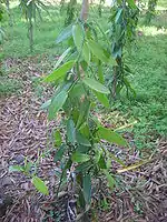 A vanilla planting in an open field on Réunion