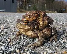 Image 21Common toad, female and male on her back. (from True toad)