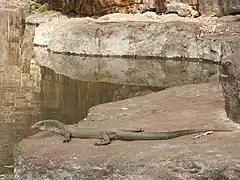 Mertens' water monitor at the Grotto waterhole near Wyndham, Western Australia