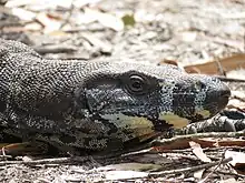 Head closeup