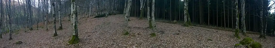 Two different forests in Vârciorog, Bihor Country, Romania.