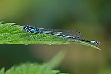 Variable damselfly (male; Coenagrion pulchellum)