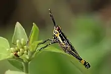 Z. variegatus nymph