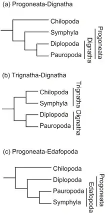 Image 33Some of the various hypotheses of myriapod phylogeny. Morphological studies (trees a and b) support a sister grouping of Diplopoda and Pauropoda, while studies of DNA or amino acid similarities suggest a variety of different relationships, including the relationship of Pauropoda and Symphyla in tree c. (from Myriapoda)