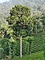 Mature tree in tea estate