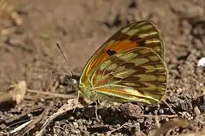 C. v. hanningtoniSoysambu Conservancy, Kenya