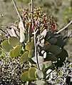 Cotyledon velutina has auriculate leaves below its inflorescence.