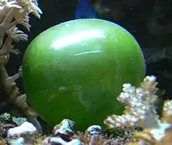 This unicellular bubble algae lives in tidal zones. It can have a 4 cm diameter.