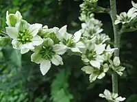 Veratrum album subsp. oxysepalum, Fukushima Prefecture, Japan