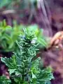 Large-bracted Vervain (V. bracteata)