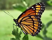 Viceroy butterfly