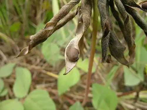 Pods dispersing seeds