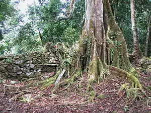 Tree over structure